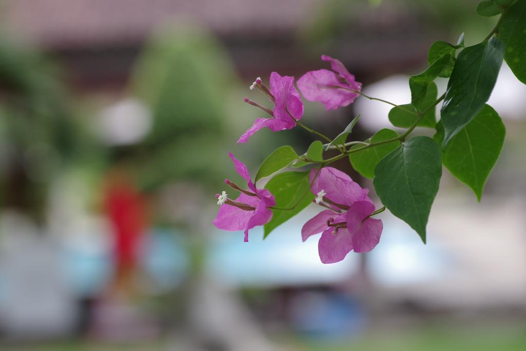 Tirta Sari Bungalow Pemuteran Eksteriør bilde